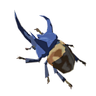 Bladed Rhino Beetle