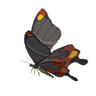 Smotherwing Butterfly