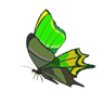 Thunderwing Butterfly