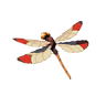 Warm Darner
