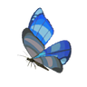 Winterwing Butterfly
