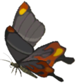 Smotherwing Butterfly