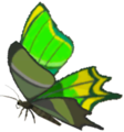 Thunderwing Butterfly