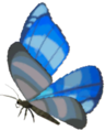 Winterwing Butterfly